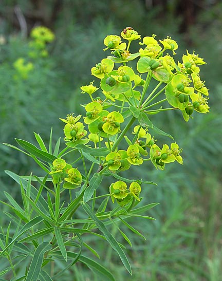 Leafy Spurge Invasive Species